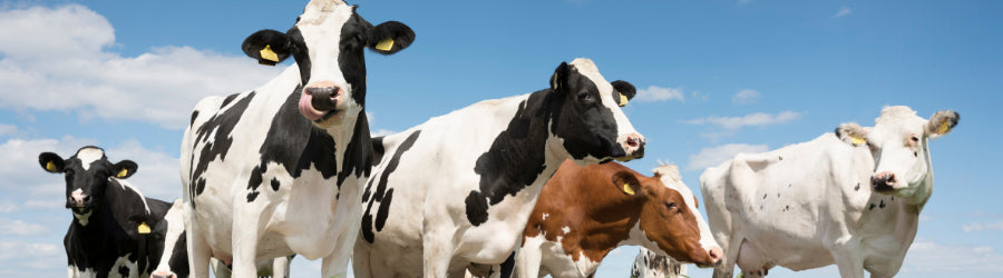 Grazing Cows Soon to be Hides