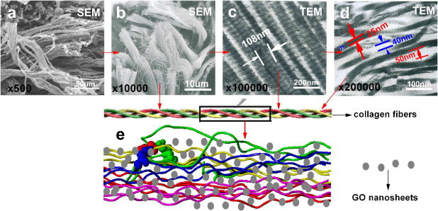 Collagen Fibers