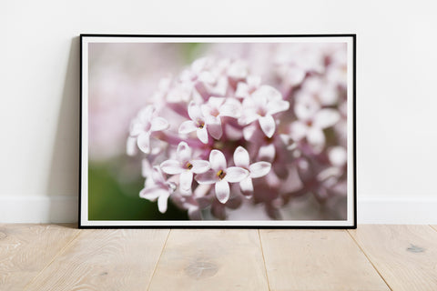 Pink Spring Blossom Print