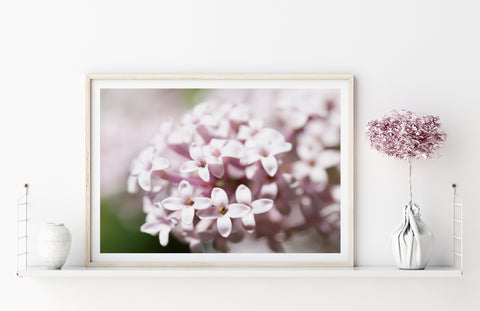 Pink Spring Blossom | Fine Art Photo Print