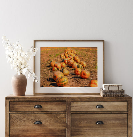 Pumpkin Field Fine Art Photography Print