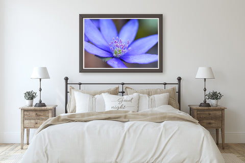 Blue Hepatica Flower Fine Art Photo Print