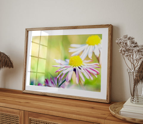 White Daisy Flower | Fine Art Photography Print