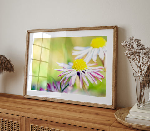 Weiße Gänseblümchenblume | Fine-Art-Fotografie-Druck
