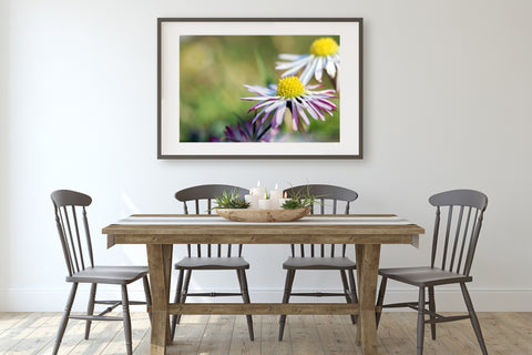 White Daisy Flower Print