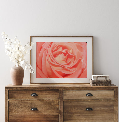 Orange Rose | Fine Art Photography Print