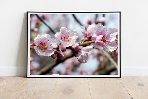 Tender Almond Blossoms Fine Art Photo Print