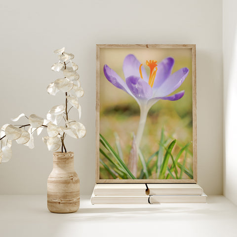 Purple Crocus I | Fine Art Photography Print