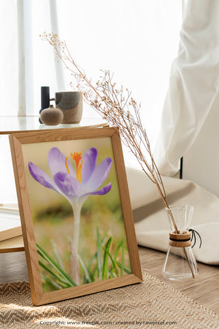 Purple Crocus Flower Fine Art Photo Print