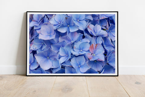 Blue Hydrangea Flower Wall Art