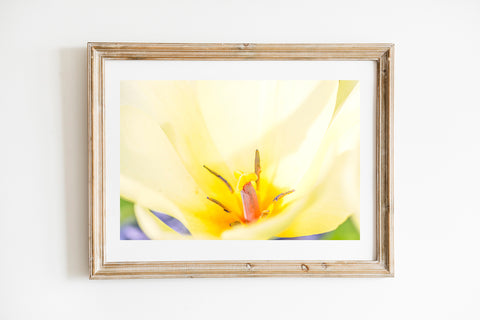 Gelbe Tulpe | Fine-Art-Fotografie-Druck