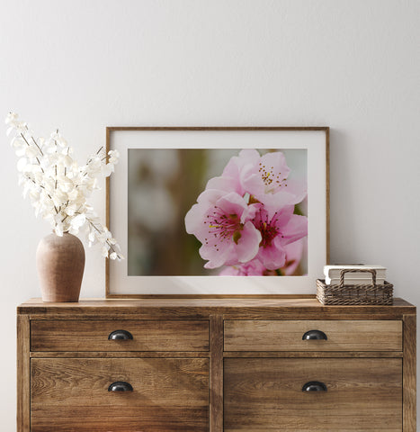 Soft Pink Peach Blossoms Fine Art Photo Print