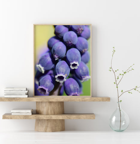 Purple Grape Hyacinth Flower Fine Art Photo Print