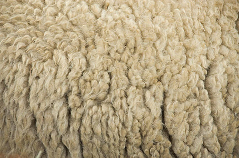 sheep leather