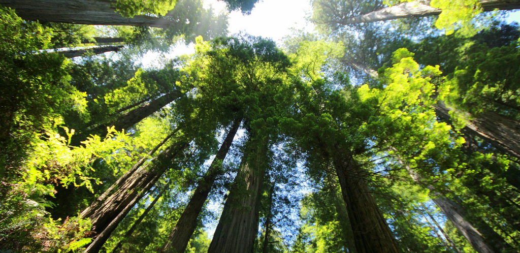 Jour de la forêt