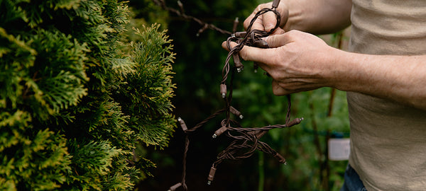 5mm mini-lights on brown wire being wrapped around a cedar hedge