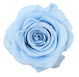 Rosa Eterna Stabilizzata Azzurra