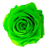 Green Preserved Eternal Rose