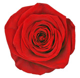 Rote konservierte ewige Rose