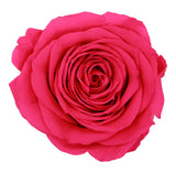 Rosa konservierte ewige Rose