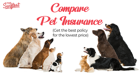 the swiftest pet insurance compare plans