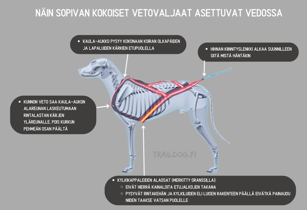 oikean kokoiset vetovaljaat koiralla