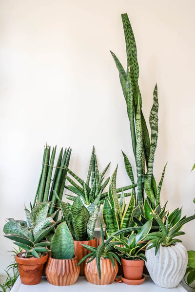 Aloe Plant Easy Houseplant for Beginners