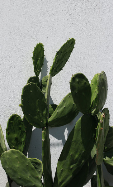 Easy Houseplants for Beginners Prickly Pear Cactus