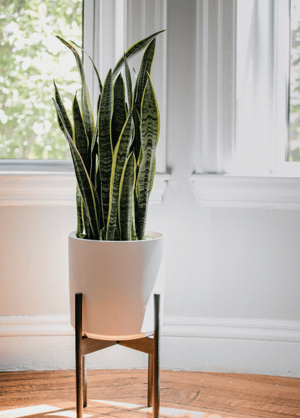 Snake Plant Easy Houseplants for Beginners