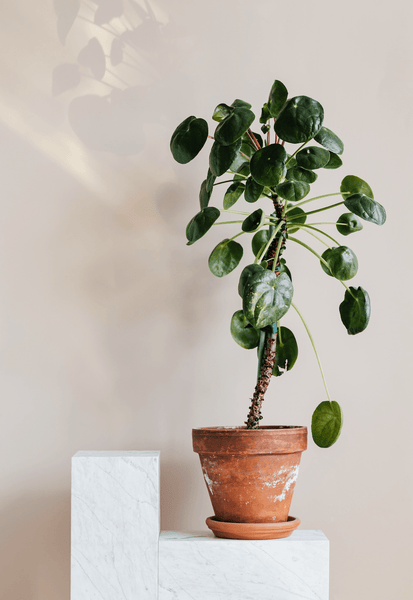 Pilea Plant Easy Houseplants for Beginners