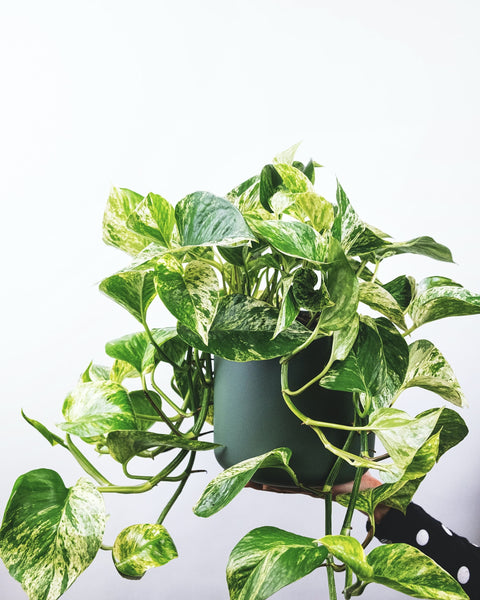 Pothos Plant Easy Houseplant for Beginners