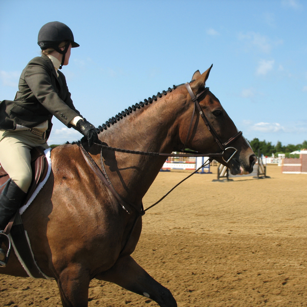 Hunter Standing Martingale 