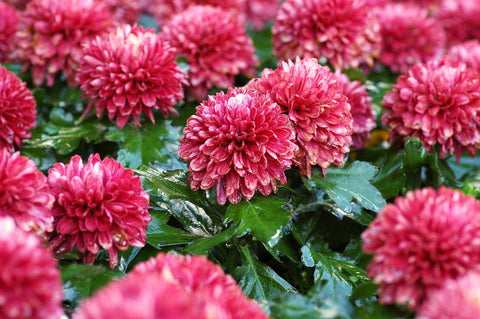 Chrysanthemums