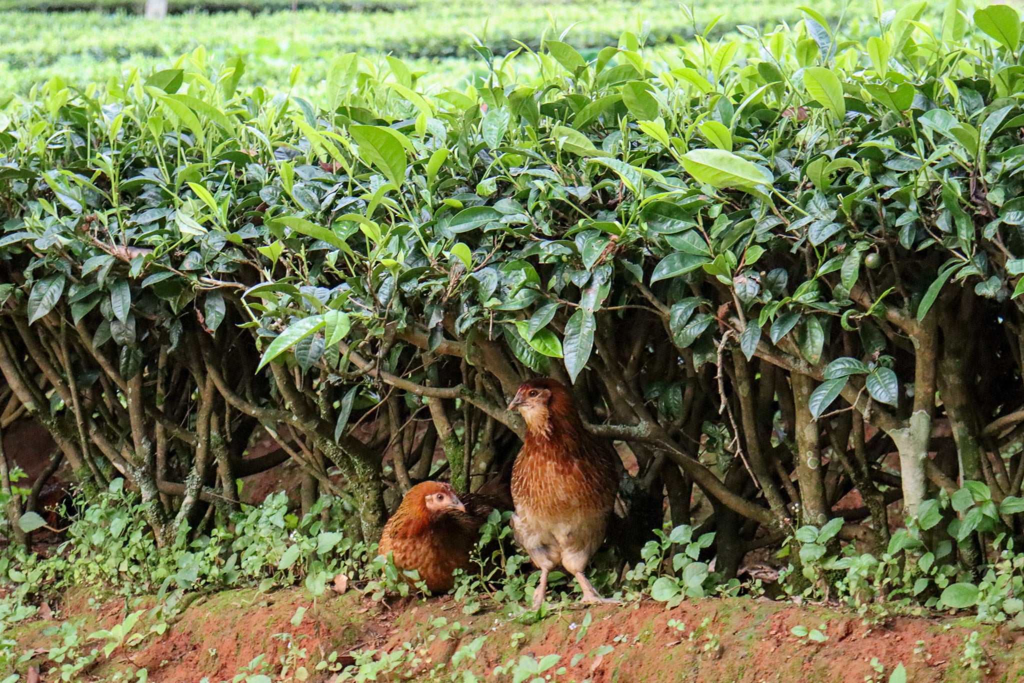 chamoods_puer_organic_tea_garden_visit_chicken