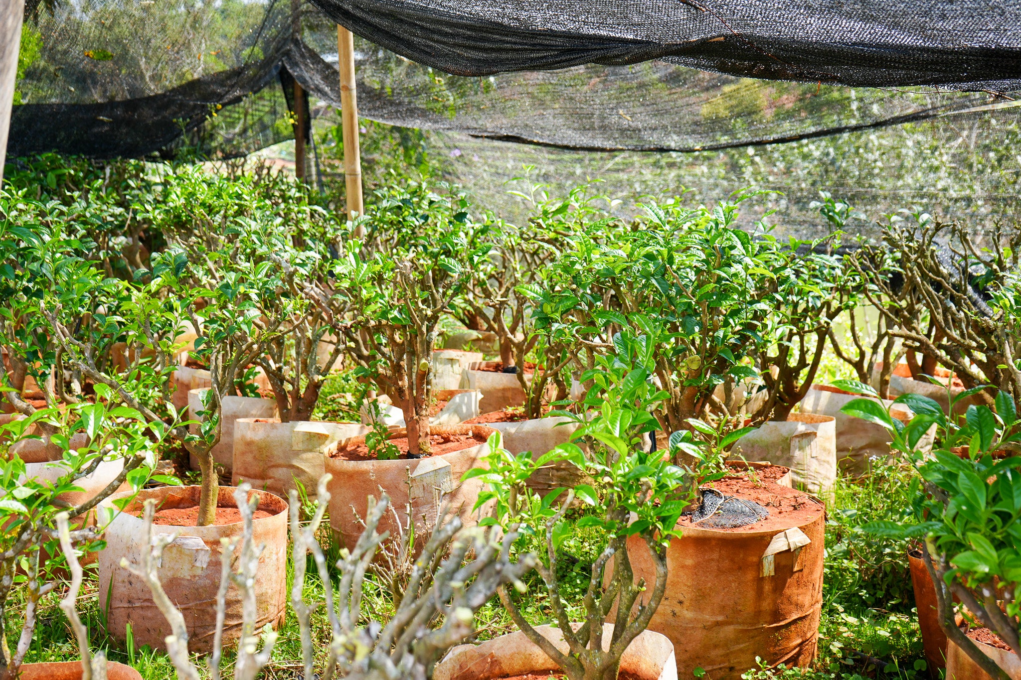 chamoods_puer_organic_tea_garden_visit_research_development