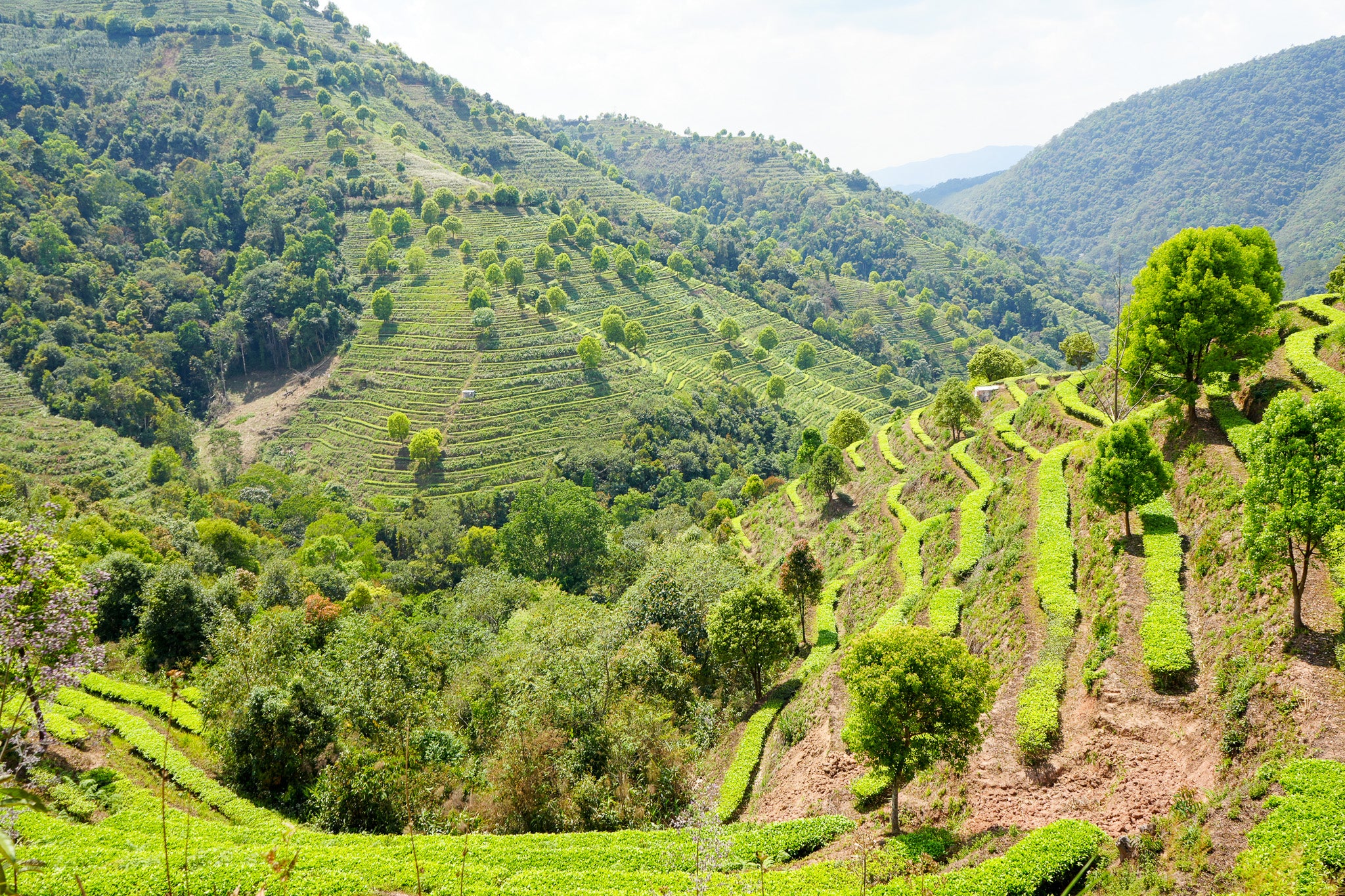 pu'er_highmountain_tea_farm_chamoods