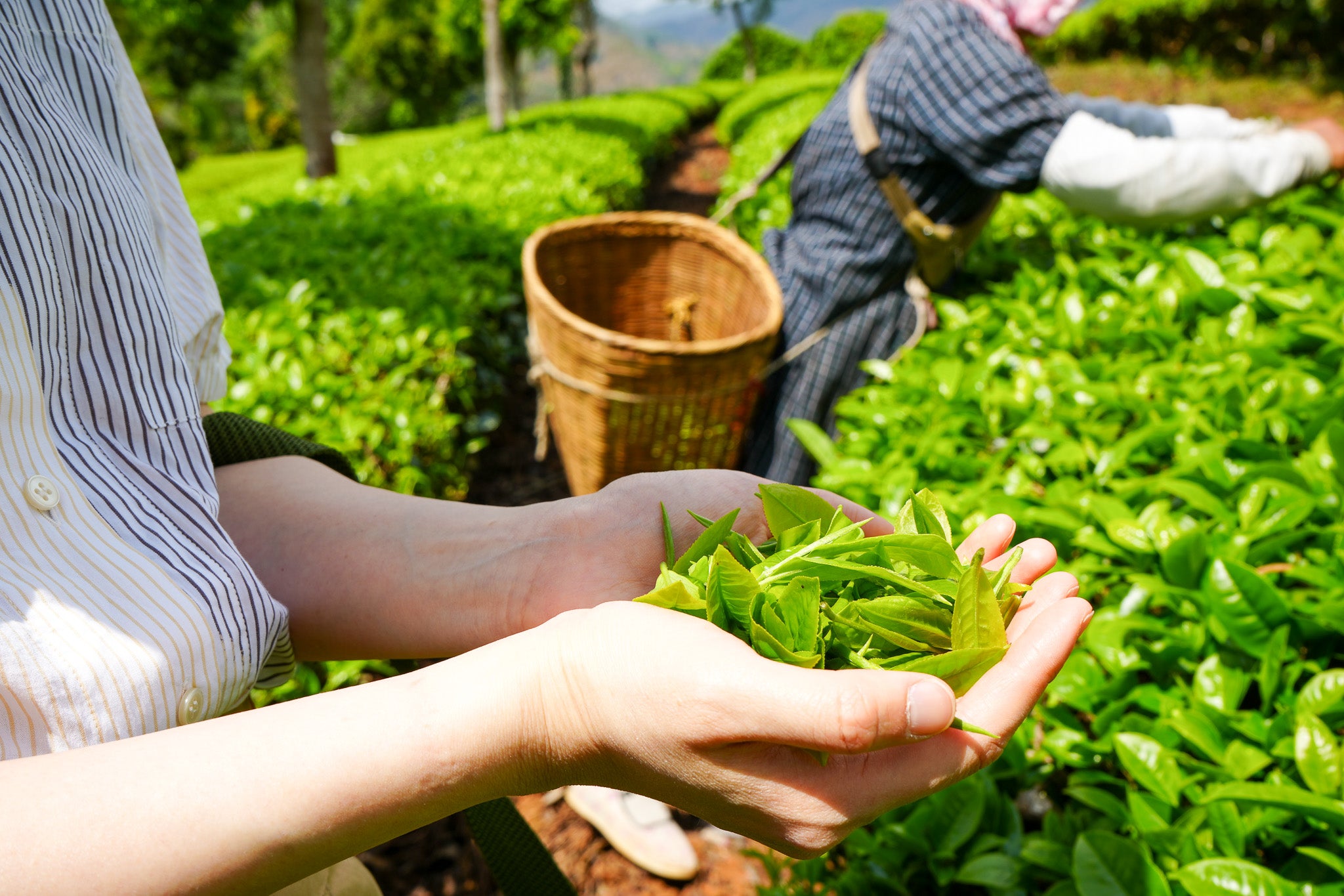 chamoods_spring_tea_harvest_puer