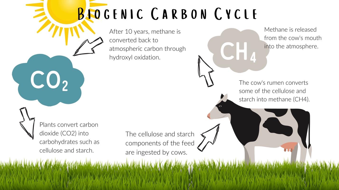 A cow standing in a grassy field

Description automatically generated