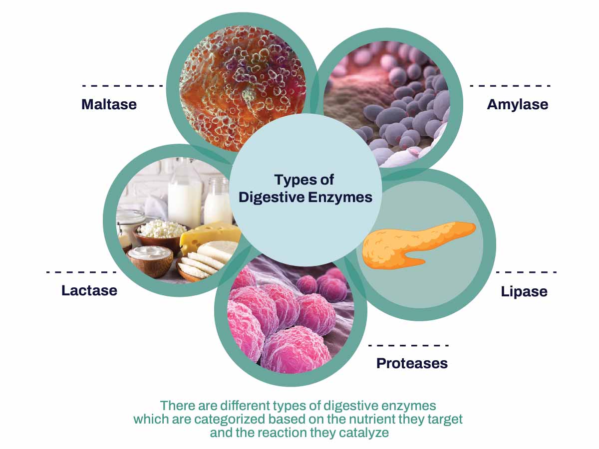 Types of Digestive Enzymes