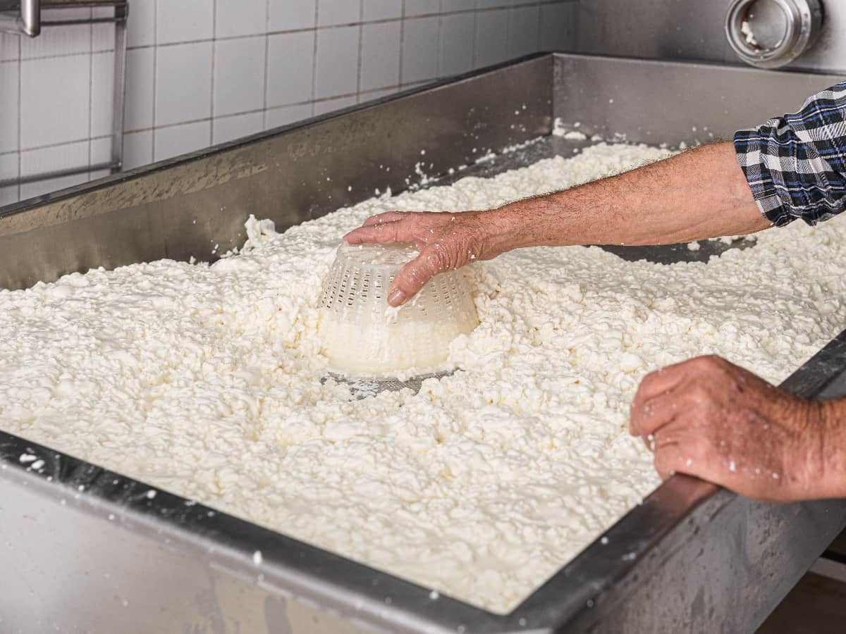 the process of separating milk into curds and whey