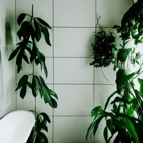 plants in bathroom
