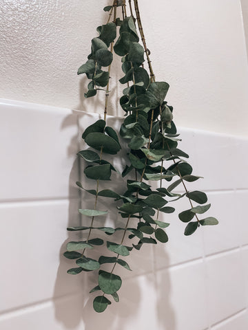 Healthful Benefits of Eucalyptus in Shower