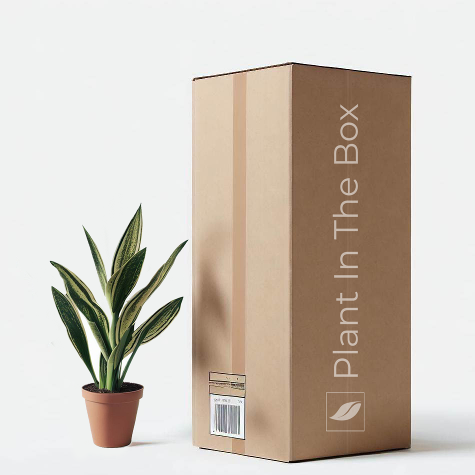 example of the mystery easy care plant subscription box