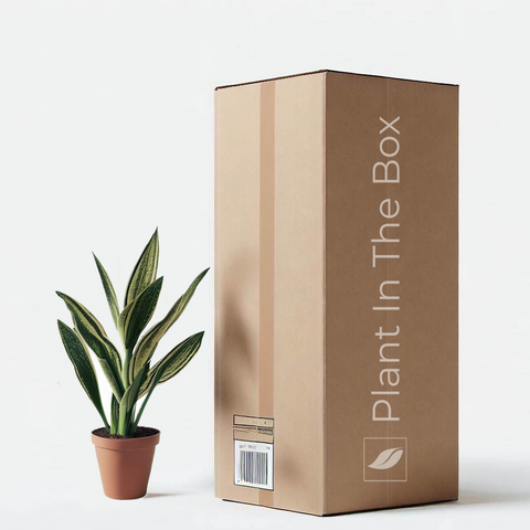 picture of Plant In The Box's Corporate Gift Box