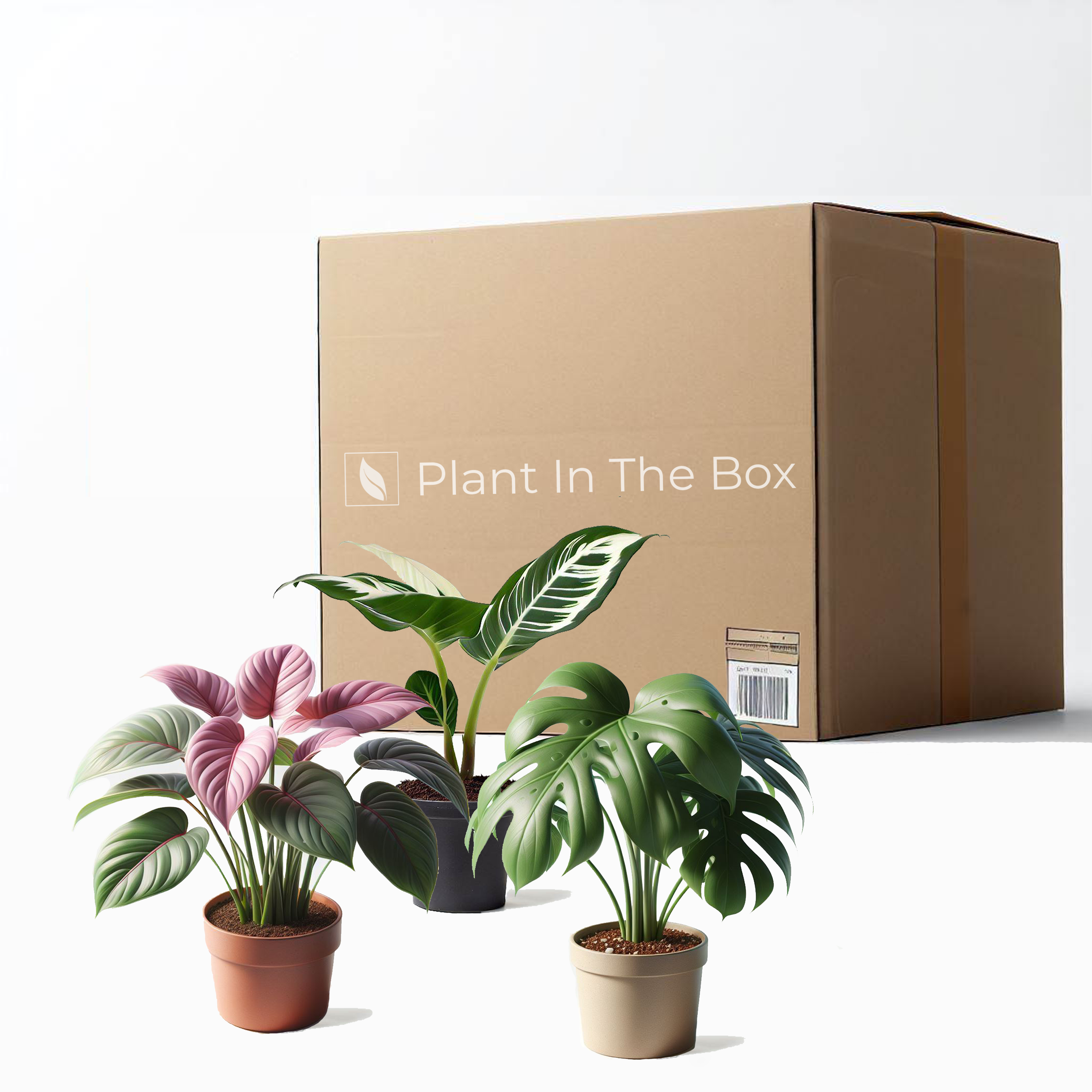 Plant In The Box Majestic Marvels Three Plant Mystery Bundle