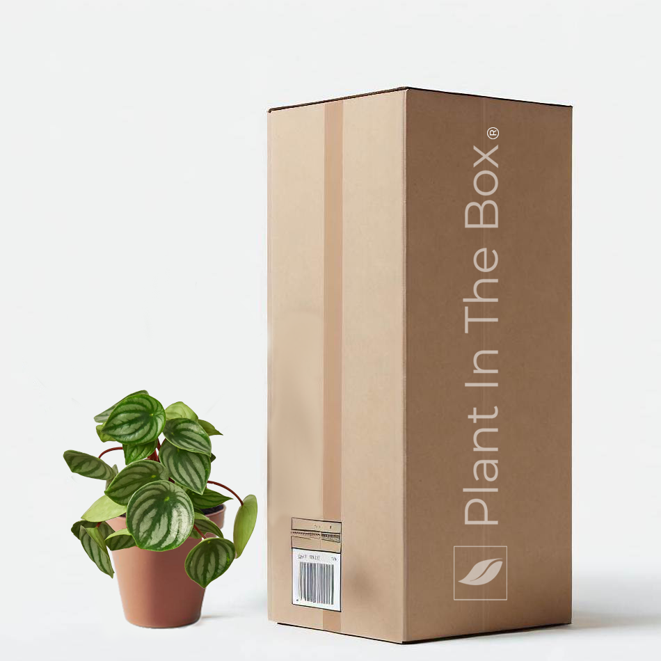 Peperomia Watermelon