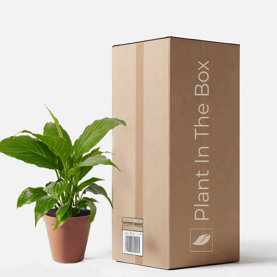 Peace Lily - an air-purifying plant for Mother's Day