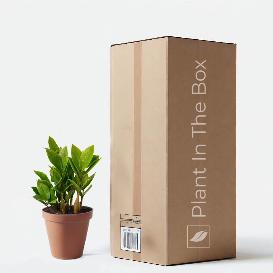 ZZ Plant - low maintenance and durable, suitable for any indoor setting