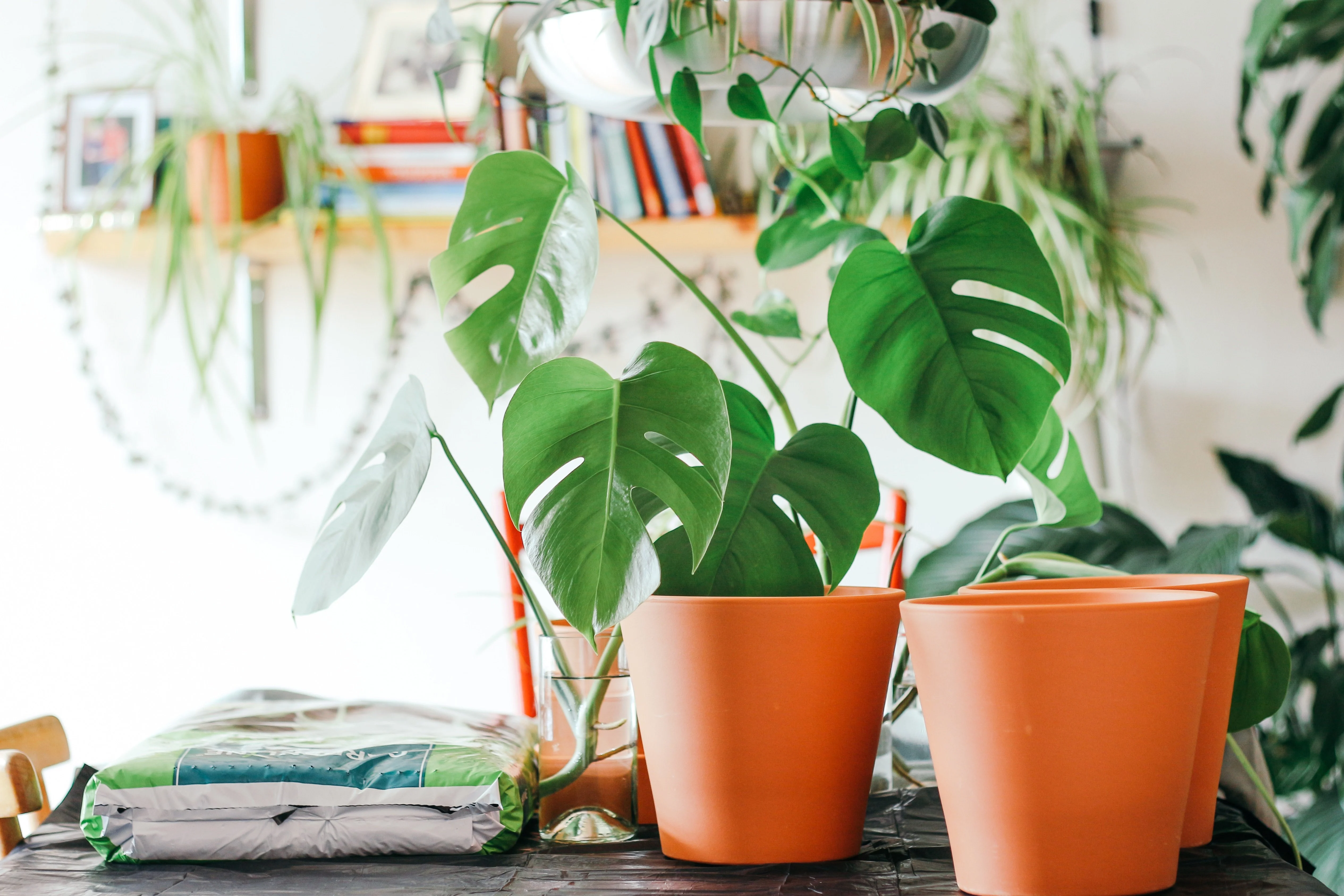 2 orchidées dans des jardinières sont sur une table