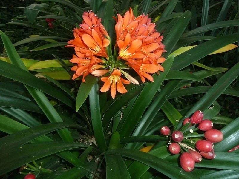 Clivia miniata